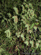 Image of branching phacelia