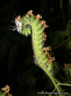 Image of branching phacelia