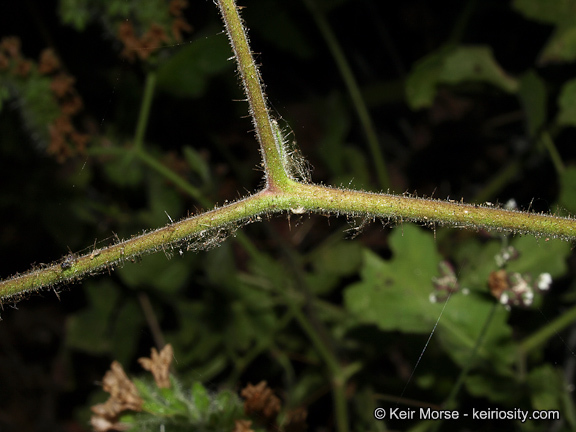 Image of branching phacelia