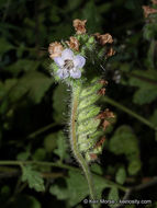 Image of branching phacelia