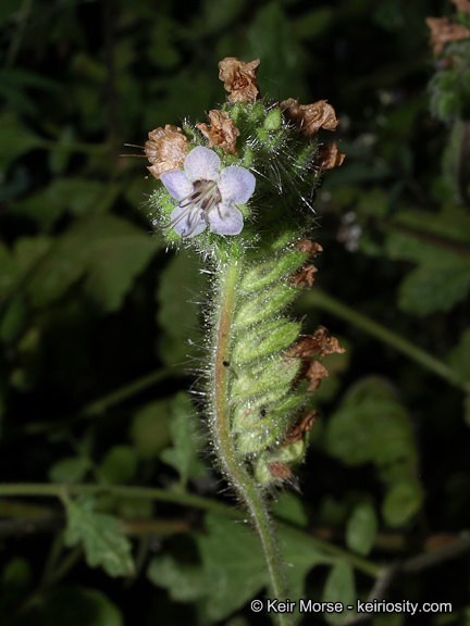 Image of branching phacelia