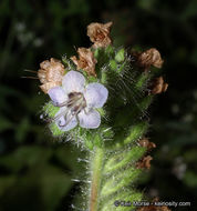 Image of branching phacelia