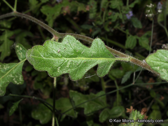 Image of branching phacelia