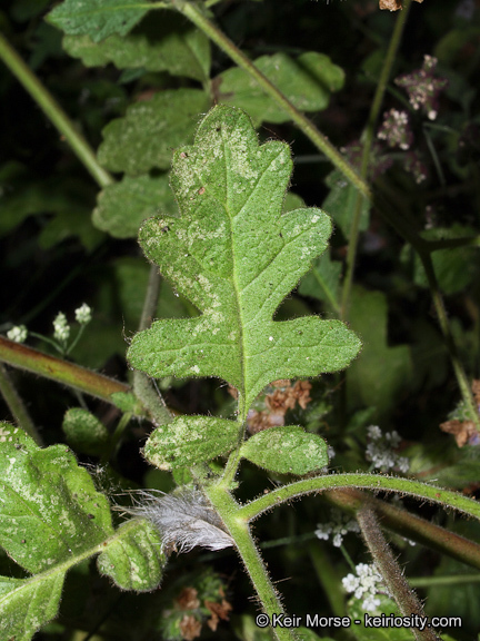 Image of branching phacelia