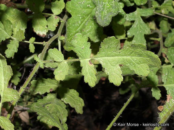 Image of branching phacelia