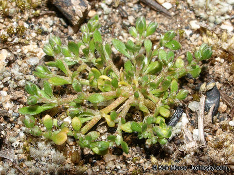 <i>Polycarpon depressum</i>的图像