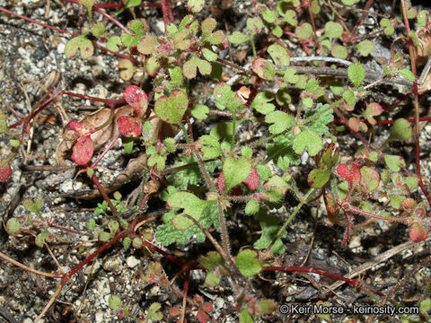 Image of woodland pterostegia