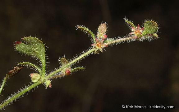 Image of woodland pterostegia