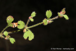 Image of woodland pterostegia