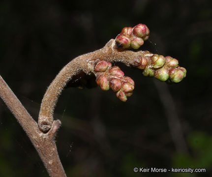 Rhus aromatica Ait. resmi