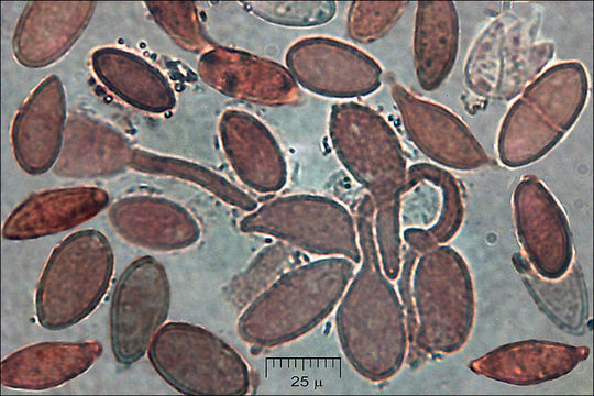 Imagem de Discina ancilis (Pers.) Sacc. 1889