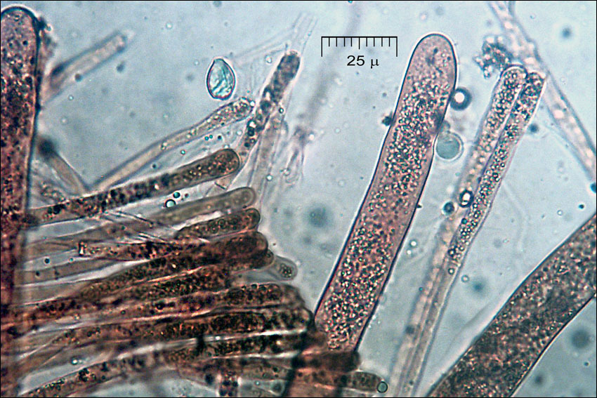 Imagem de Discina ancilis (Pers.) Sacc. 1889