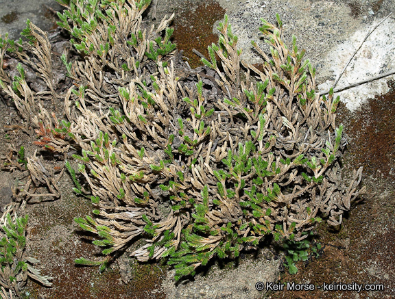 Image of bushy spikemoss