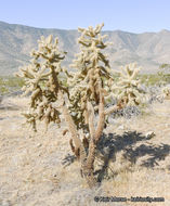 Image of Hoffmann's teddybear cholla