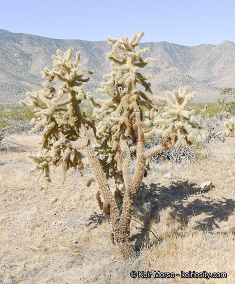 Image of Hoffmann's teddybear cholla