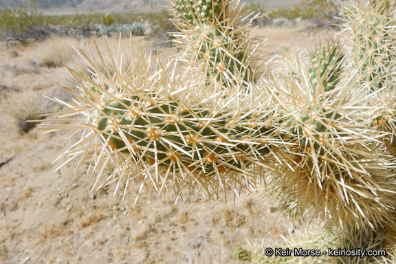 Image of Hoffmann's teddybear cholla