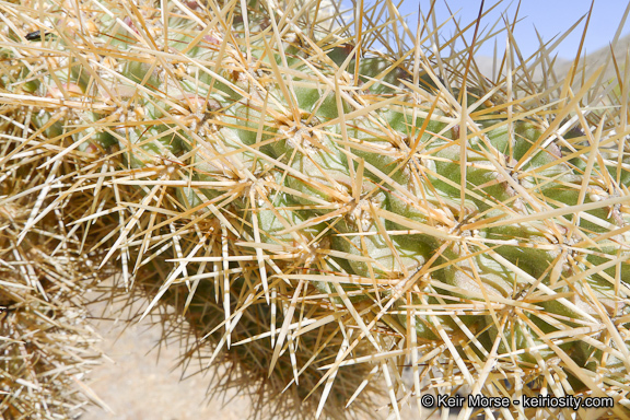 Image of Hoffmann's teddybear cholla