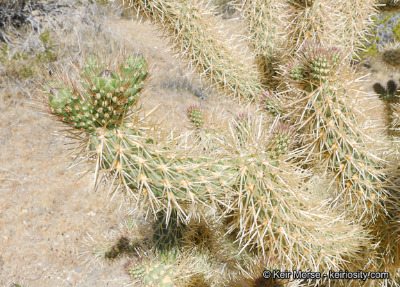 Image de Cylindropuntia fosbergii (C. B. Wolf) Rebman, M. A. Baker & Pinkava