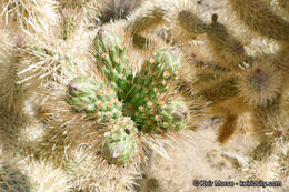 Image de Cylindropuntia fosbergii (C. B. Wolf) Rebman, M. A. Baker & Pinkava