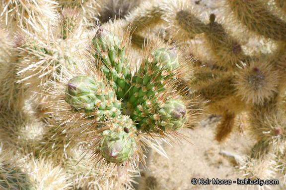 Image de Cylindropuntia fosbergii (C. B. Wolf) Rebman, M. A. Baker & Pinkava