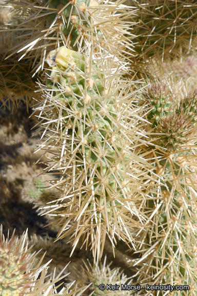 Image de Cylindropuntia fosbergii (C. B. Wolf) Rebman, M. A. Baker & Pinkava