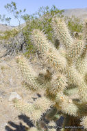 Image de Cylindropuntia fosbergii (C. B. Wolf) Rebman, M. A. Baker & Pinkava