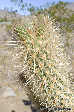 Image de Cylindropuntia fosbergii (C. B. Wolf) Rebman, M. A. Baker & Pinkava