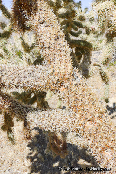 Image de Cylindropuntia fosbergii (C. B. Wolf) Rebman, M. A. Baker & Pinkava