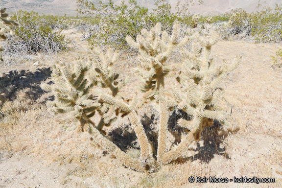 Image de Cylindropuntia fosbergii (C. B. Wolf) Rebman, M. A. Baker & Pinkava