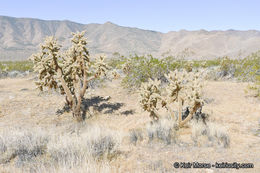 Image de Cylindropuntia fosbergii (C. B. Wolf) Rebman, M. A. Baker & Pinkava