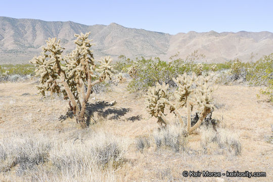 Imagem de Cylindropuntia fosbergii (C. B. Wolf) Rebman, M. A. Baker & Pinkava