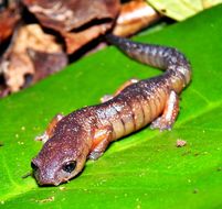 Image of Bolitoglossa synoria McCranie & Köhler 1999