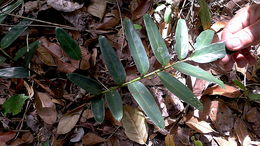 Image of Maranta subterranea J. M. A. Braga