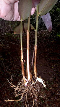 Image of Maranta subterranea J. M. A. Braga