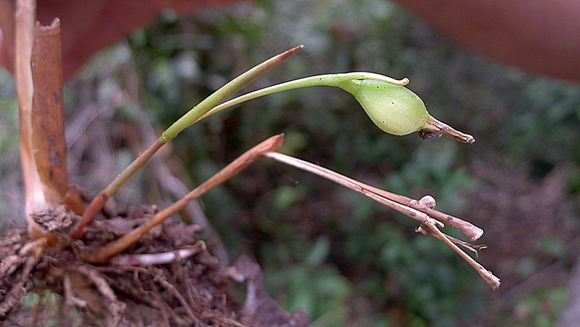 Image of Maranta subterranea J. M. A. Braga