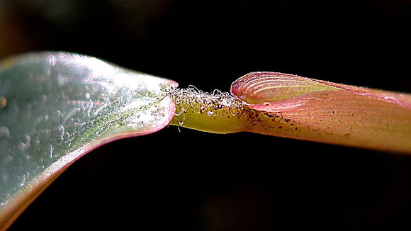 Image of Maranta subterranea J. M. A. Braga