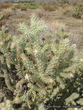 Image of <i>Cylindropuntia californica</i> var. <i>parkeri</i>