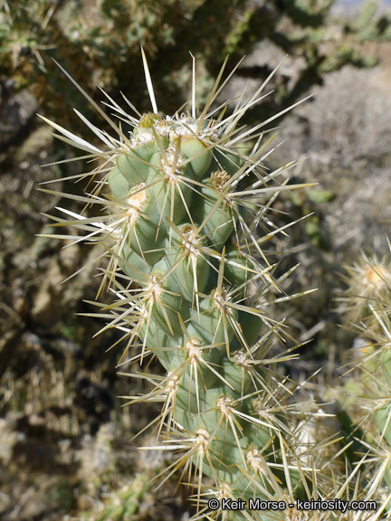 Image of <i>Cylindropuntia californica</i> var. <i>parkeri</i>