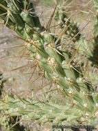 Image of <i>Cylindropuntia californica</i> var. <i>parkeri</i>