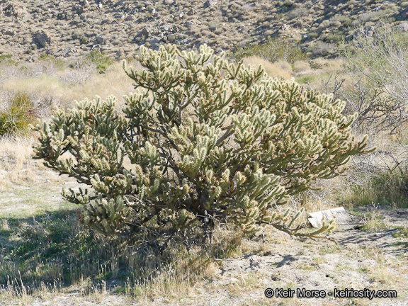 Image of <i>Cylindropuntia californica</i> var. <i>parkeri</i>