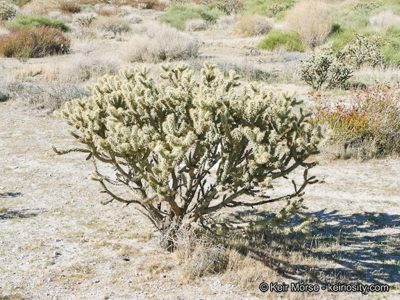 Image of <i>Cylindropuntia californica</i> var. <i>parkeri</i>