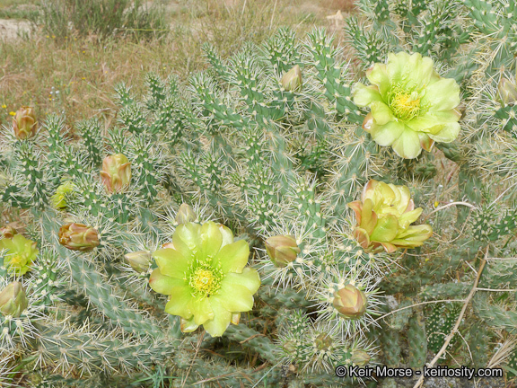 Image of <i>Cylindropuntia californica</i> var. <i>parkeri</i>