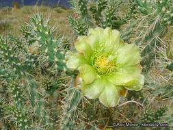 Image of <i>Cylindropuntia californica</i> var. <i>parkeri</i>