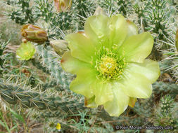 Image of <i>Cylindropuntia californica</i> var. <i>parkeri</i>