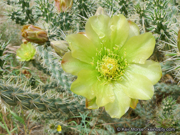 Image of <i>Cylindropuntia californica</i> var. <i>parkeri</i>