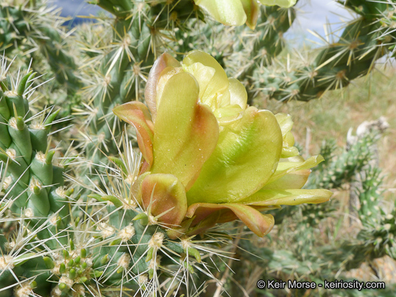 Image of <i>Cylindropuntia californica</i> var. <i>parkeri</i>