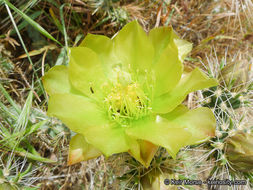 Image of <i>Cylindropuntia californica</i> var. <i>parkeri</i>