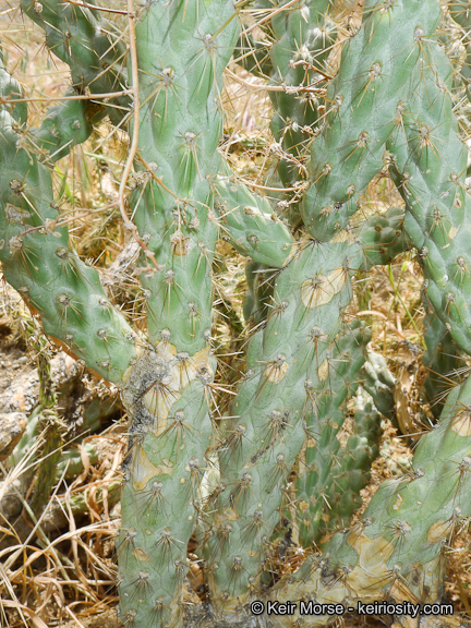 Image of <i>Cylindropuntia californica</i> var. <i>parkeri</i>