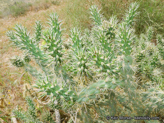 Image of <i>Cylindropuntia californica</i> var. <i>parkeri</i>