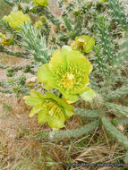 Image of <i>Cylindropuntia californica</i> var. <i>parkeri</i>